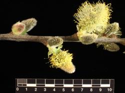 Salix caprea. Male catkins.
 Image: D. Glenny © Landcare Research 2020 CC BY 4.0